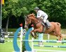 jumper Couleur Préférée (Oldenburg show jumper, 2014, from Couleur Rubin)