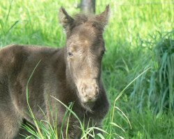 Pferd Kerry von den Hunsrückponys (Kleines Deutsches Pony, 2012, von Kimba)