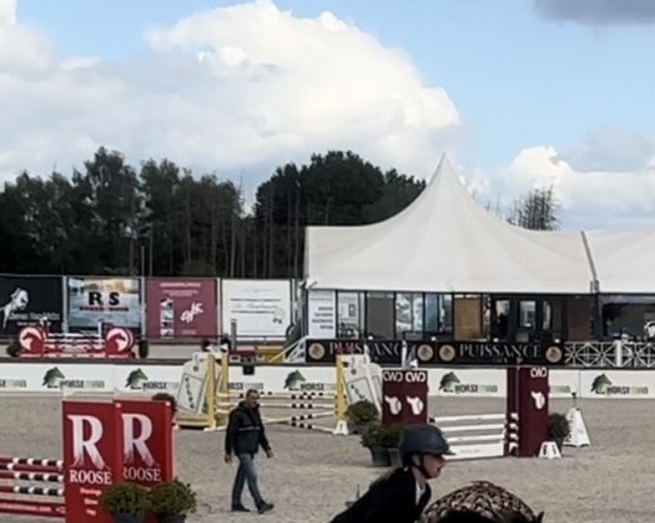 Pferd Prima-Donna 'D' van Prinsenhof's (Belgisches Reitpony, 2011, von Prinsenhof's Dreamcatcher)