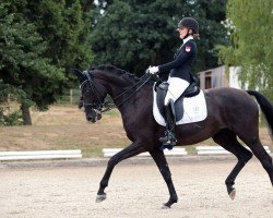 dressage horse Walencia (Deutsches Reitpferd, 2012, from Fürstenball)