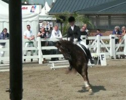 dressage horse Baumann's Dana Fee (Westphalian, 2006, from Dresemann)