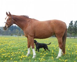 broodmare Lob-Arie (Oldenburg, 1992, from Figaro)