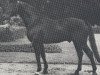 stallion Gottschalk (Hanoverian, 1969, from Gotthard)