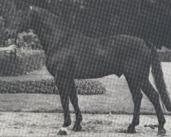 stallion Gottschalk (Hanoverian, 1969, from Gotthard)