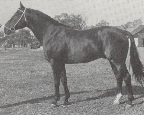 stallion Marinier (Selle Français, 1971, from Juriste)