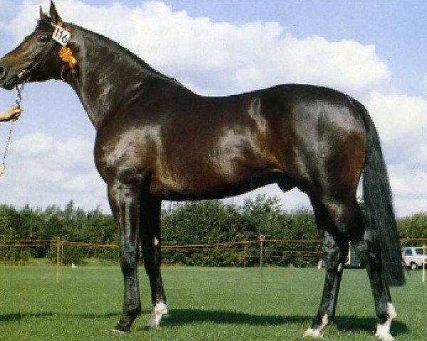 stallion Sultan (Royal Warmblood Studbook of the Netherlands (KWPN), 1976, from Marinier)