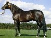 stallion Sultan (Dutch Warmblood, 1976, from Marinier)