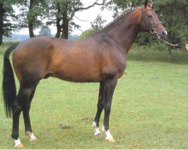 horse Sion (Royal Warmblood Studbook of the Netherlands (KWPN), 1984, from Sultan)
