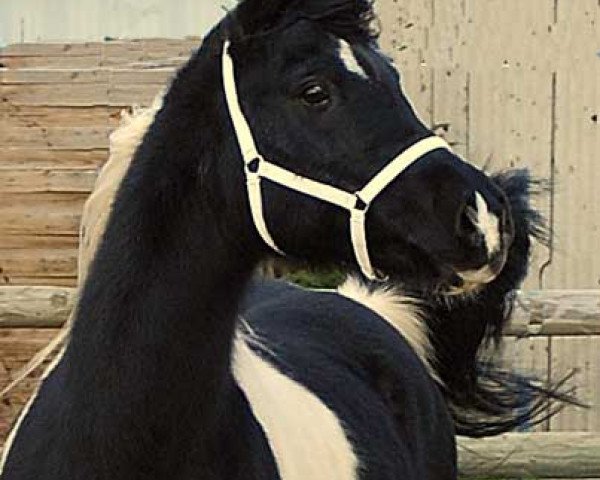 stallion Blaz ons Fancy Amir (Arab half breed / Partbred, 1991, from Tardars Seconcha)