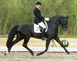 stallion Royal Highness (Hanoverian, 2000, from Regazzoni)