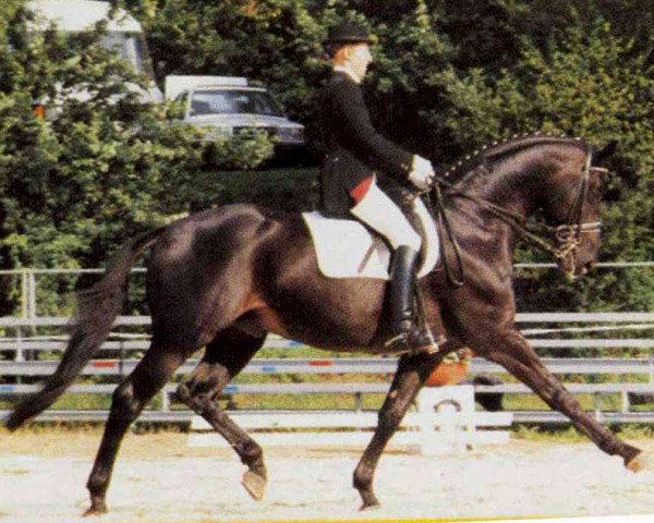 stallion Goldino (Trakehner, 1985, from Patricius xx)