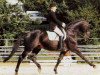 stallion Goldino (Trakehner, 1985, from Patricius xx)