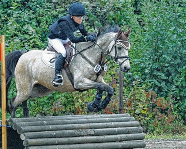 jumper Domino-Dancer (German Riding Pony, 1997, from Darino-Gold)