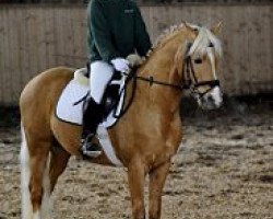 stallion Highway N (German Riding Pony, 2000, from Harley N)