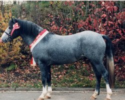 stallion Groken Gun (Connemara Pony, 1998, from (Kagern) Gun)