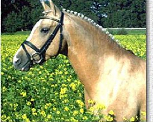 stallion Golden Game Boy (German Riding Pony, 1996, from Golden Dancer)