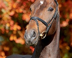 stallion Lord Pezi (Oldenburg, 1995, from Lacros)