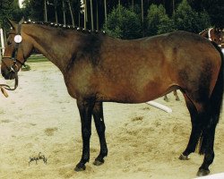 broodmare Edle II (Bavarian, 1985, from Nelson)