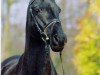 stallion Dino B (German Riding Pony, 1986, from Danny Black)