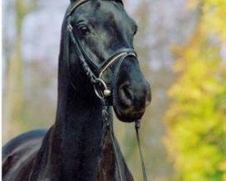 Deckhengst Dino B (Deutsches Reitpony, 1986, von Danny Black)