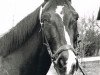 broodmare Edle (Bavarian, 1969, from Mordskerl xx)