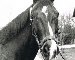 broodmare Edle (Bavarian, 1969, from Mordskerl xx)