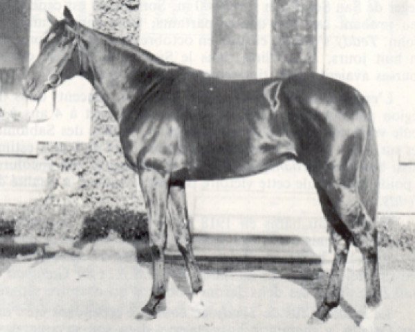 stallion Tanerko xx (Thoroughbred, 1953, from Tantième xx)