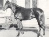 Pferd Tanerko xx (Englisches Vollblut, 1953, von Tantième xx)