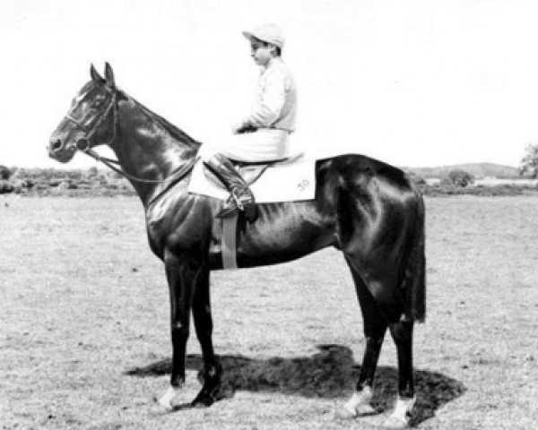 stallion Relko xx (Thoroughbred, 1960, from Tanerko xx)