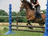 dressage horse Limbo (Dutch Pony m.arab.Blutant., 1998)