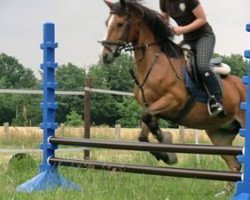 dressage horse Limbo (Dutch Pony m.arab.Blutant., 1998)