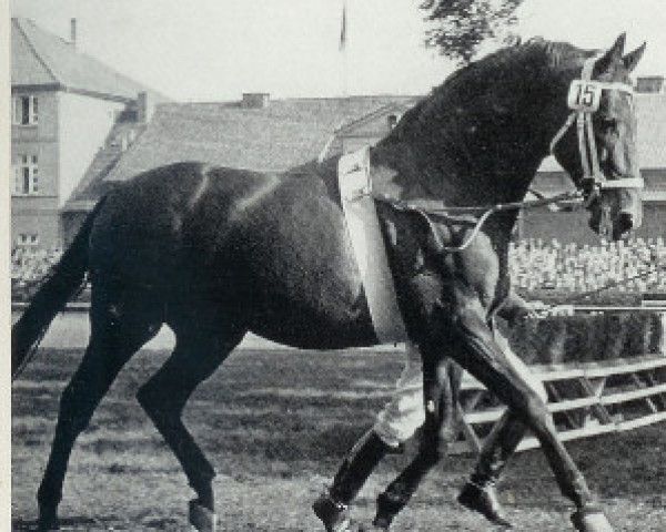 horse Frustra II (Hanoverian, 1943, from Futurist I)