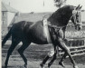 stallion Frustra II (Hanoverian, 1943, from Futurist I)