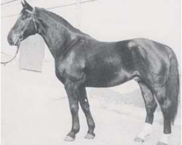 stallion Disput (Hanoverian, 1967, from Diskant 4012)
