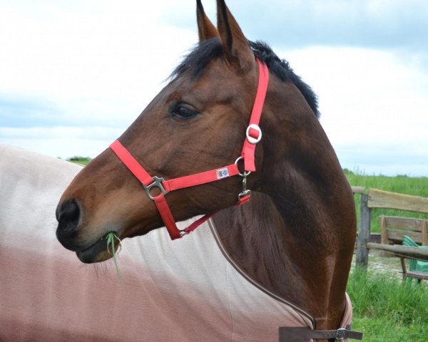 horse Farah-Fee (Holsteiner, 2000, from Lands River 90 FIN)
