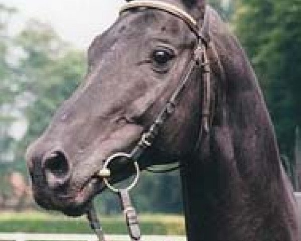 stallion Ussuri xx (Thoroughbred, 1982, from Aveiro xx)