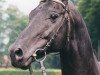 stallion Ussuri xx (Thoroughbred, 1982, from Aveiro xx)