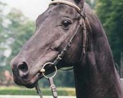 stallion Ussuri xx (Thoroughbred, 1982, from Aveiro xx)