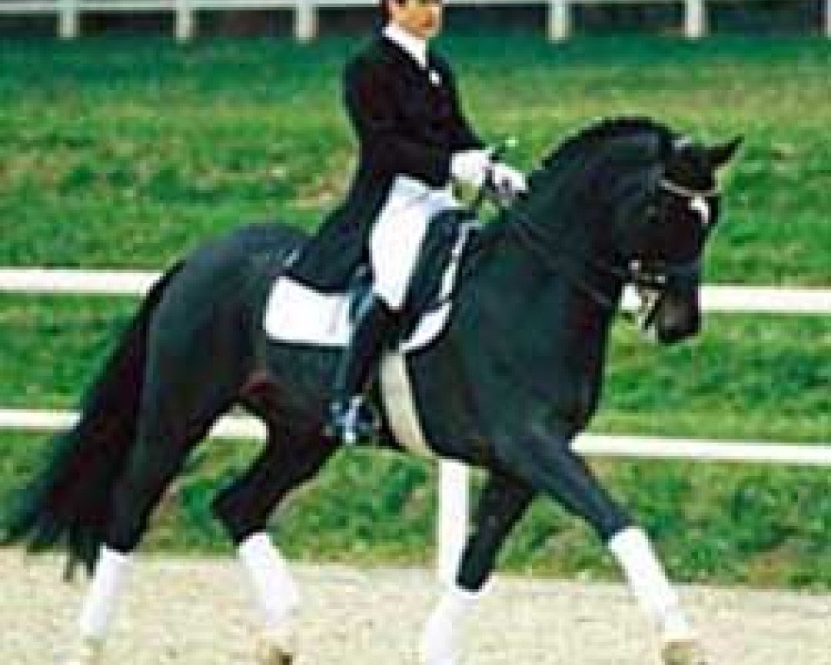 Deckhengst Dunhill H (Westfale, 1990, von Diamantino)