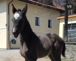 horse Hengst von Hitmos (Vjas) (Trakehner, 2022, from Hitmos)