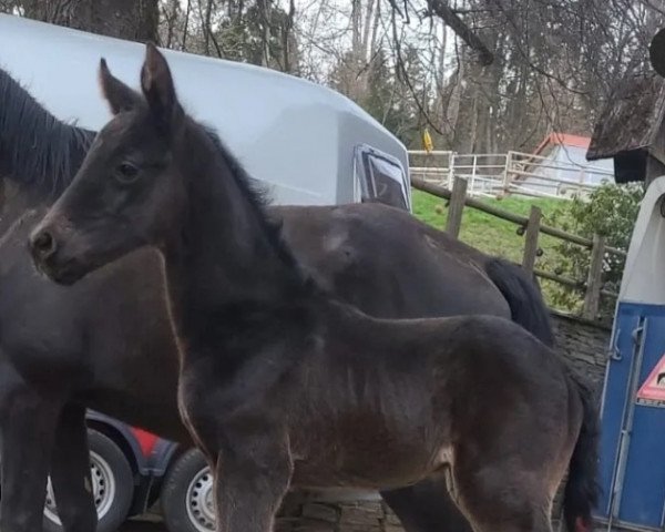 horse Hengst von Hitmos (Poliuschka) (Russian Trakehner, 2022, from Hitmos)