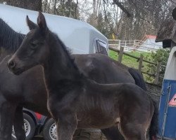 Pferd Hengst von Hitmos (Poliuschka) (Russisch Trakehner, 2022, von Hitmos)