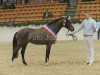 stallion Clooney (German Riding Pony, 2008, from Champion)