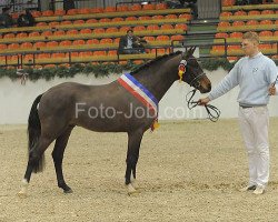 stallion Clooney (German Riding Pony, 2008, from Champion)