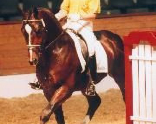 stallion Reccio L (Hanoverian, 1997, from Raphael)