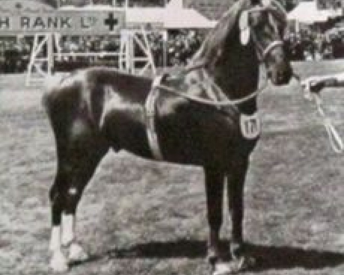 Deckhengst Welsh Echo (Welsh-Cob (Sek. C), 1943, von Welsh Patriot)