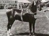 stallion Welsh Echo (Welsh-Cob (Sek. C), 1943, from Welsh Patriot)