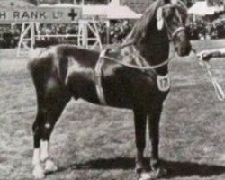 stallion Welsh Echo (Welsh-Cob (Sek. C), 1943, from Welsh Patriot)