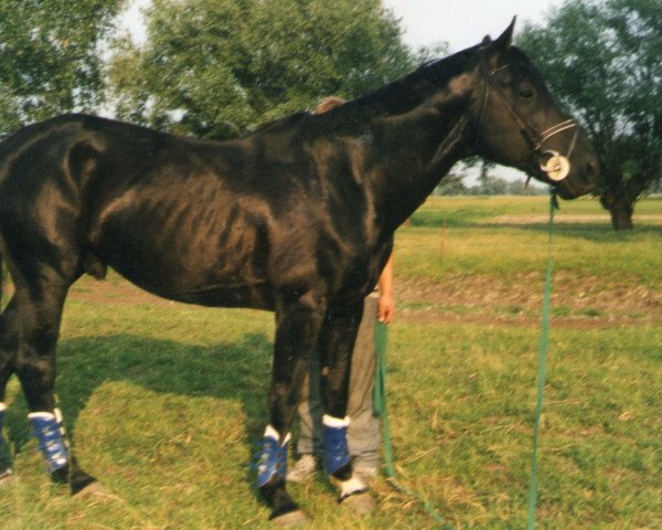 Pferd Bleck (Brandenburger, 1996, von Pardon)