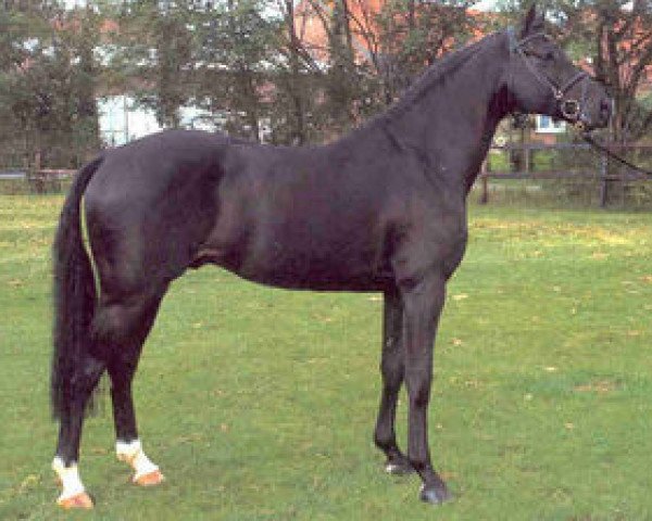stallion Concetto I (Oldenburg, 1996, from Contender)